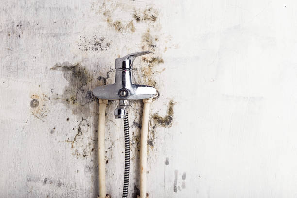 Best Emergency Mold Remediation in Dequincy, LA