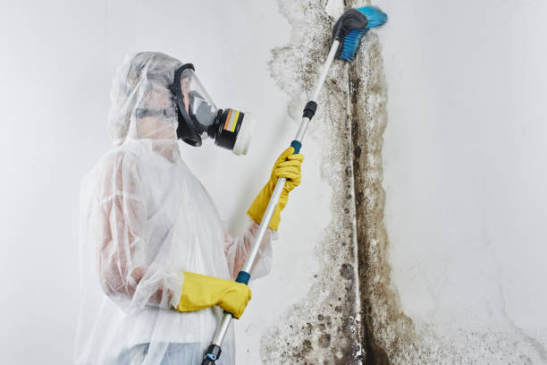 Best Black Mold Remediation in Dequincy, LA