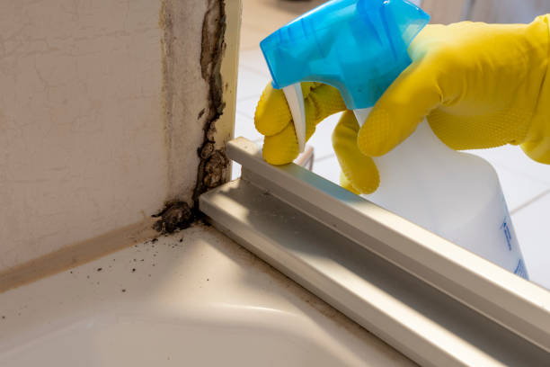 Best Insurance-Related Mold Remediation in Dequincy, LA