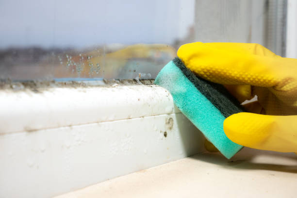 Professional Mold Remediation in Dequincy, LA