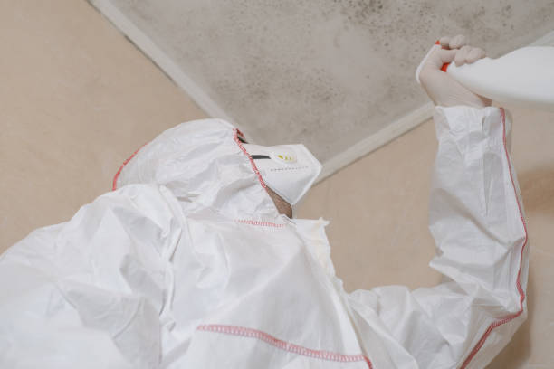 Best Attic Mold Remediation in Dequincy, LA